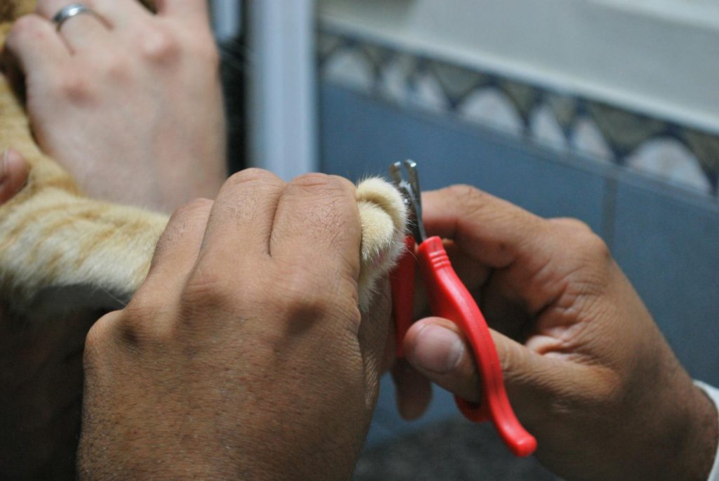 Nail Clippers for Cats